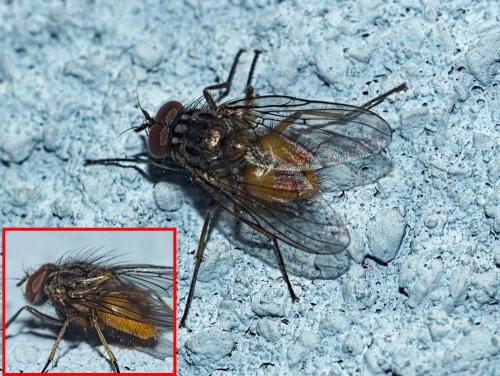 Réf. 354 392 : Phaonia subventa